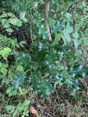 Ilex aquifolium