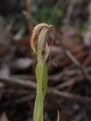 Pterostylis grandiflora