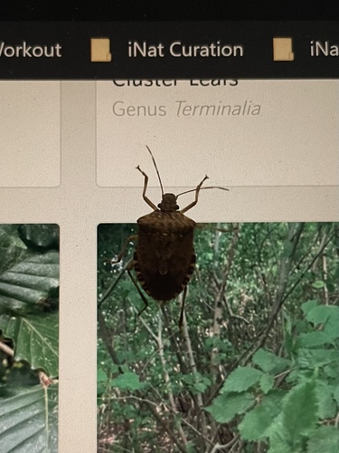 Brown marmorated stink bug
