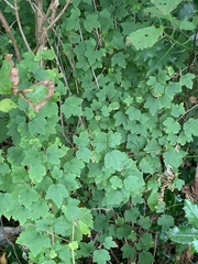 Ribes alpinum