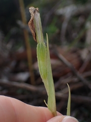 Pterostylis grandiflora