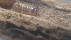 Armadillidium