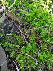 Thuidiopsis sparsa