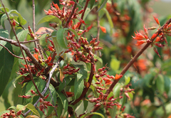 Woodfordia fruticosa