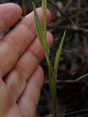 Pterostylis grandiflora