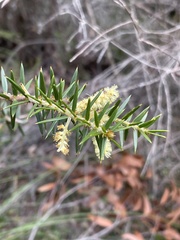 Acacia oxycedrus