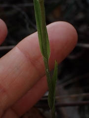 Pterostylis grandiflora