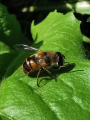 Eristalis tenax