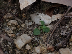 Pterostylis grandiflora