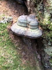Fomes fomentarius