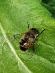 Eristalis tenax