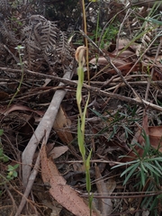 Pterostylis grandiflora