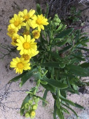 Senecio pinnatifolius
