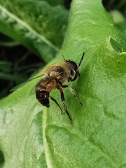 Eristalis tenax