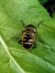 Eristalis tenax