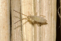 Entomobrya