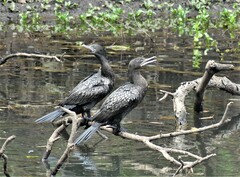 Phalacrocorax sulcirostris