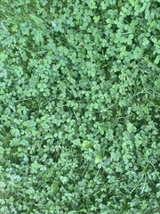 Trifolium repens