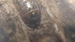 Armadillidium