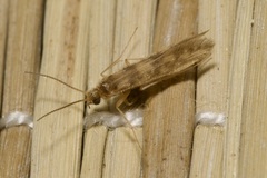 Agraylea