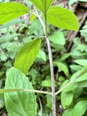 Gomphostemma chinense