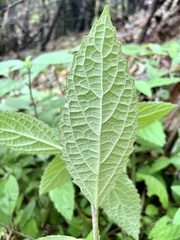 Gomphostemma chinense