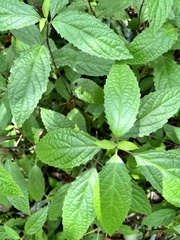 Gomphostemma chinense