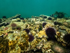 Heliocidaris erythrogramma