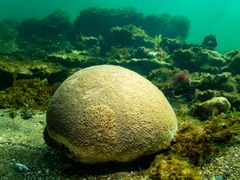 Plesiastrea versipora