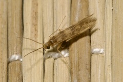 Agraylea