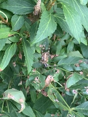 Araneidae