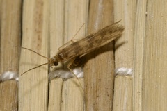 Agraylea