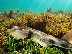 Trygonorrhina dumerilii