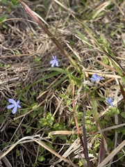 Lobelia quadrangularis