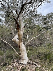 Eucalyptus racemosa