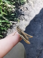 Chorthippus apricarius