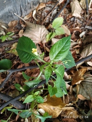 Impatiens parviflora