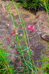 Indigofera hedyantha