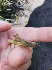 Chorthippus apricarius