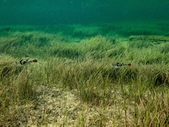 Zostera muelleri