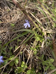 Lobelia quadrangularis