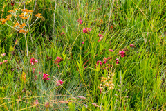 Indigofera hedyantha