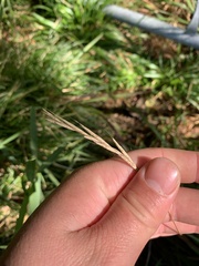 Brachypodium sylvaticum