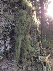 Usnea dasopoga