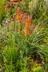 Kniphofia laxiflora