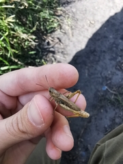 Chorthippus apricarius