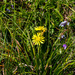 Lactuca tysonii - Photo (c) graham_g, algunos derechos reservados (CC BY-NC)