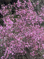 Boronia ledifolia