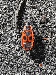 Pyrrhocoris apterus