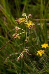 Miraglossum pulchellum